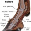 podélný řez nohou